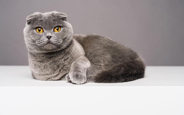 Scottish fold o british shorthair cat si siede su un tavolo bianco, guardando alla telecamera