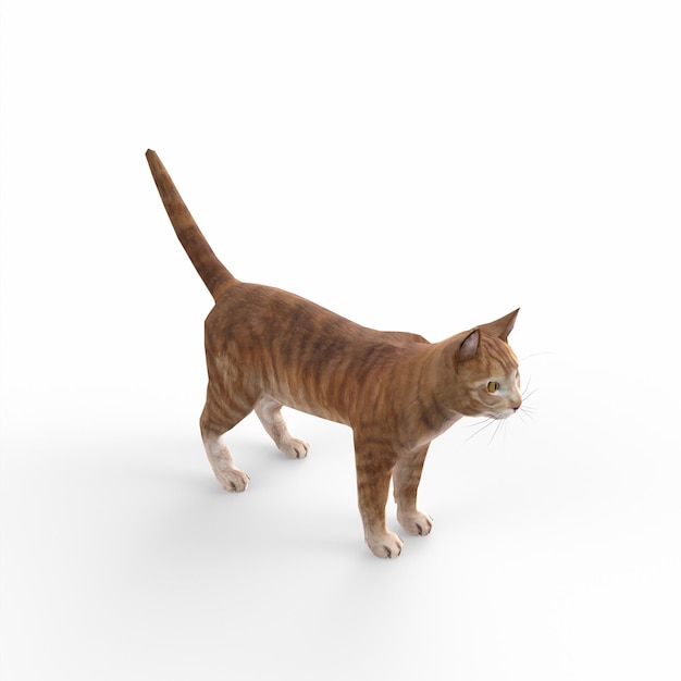 Photo scottish fold cat 3d modelling