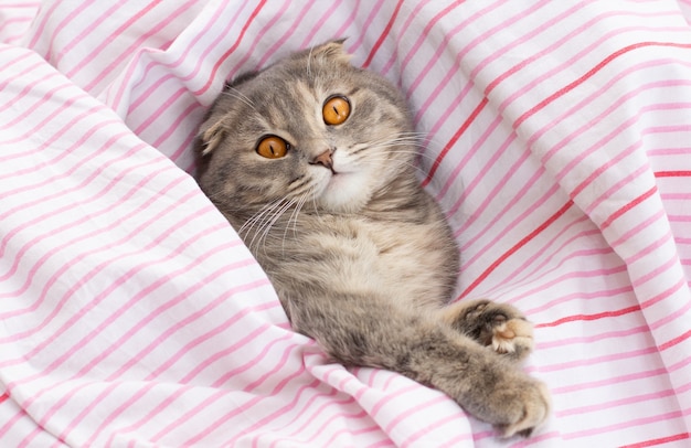 Scottish fold cat on bed