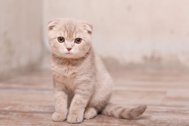 Scottish fold cat. British kitty.