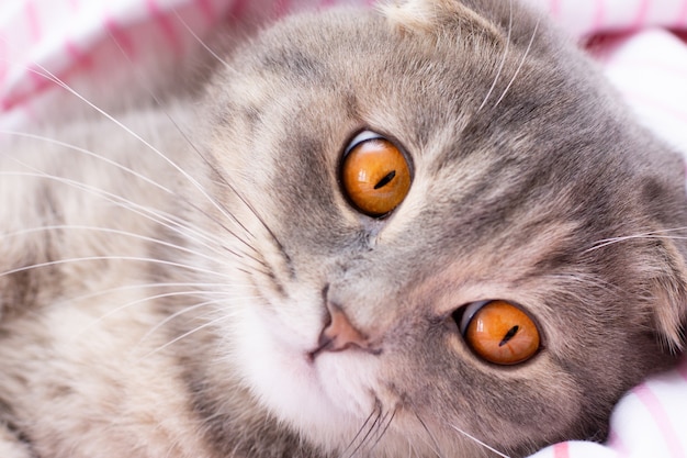 Scottish fold cat face big orange eyes close up