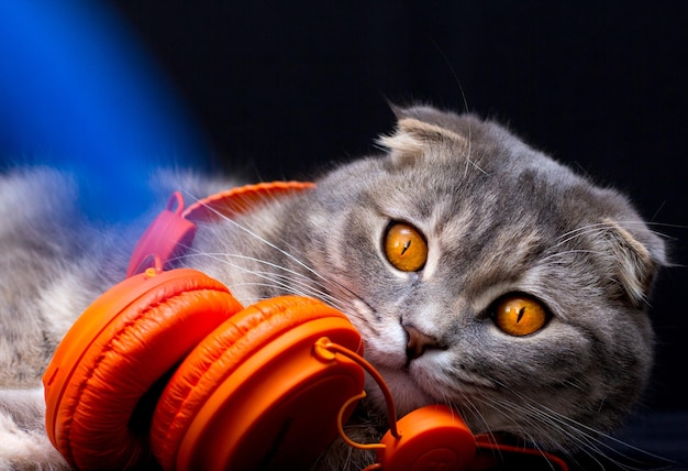 스코티시 폴드 고양이는 헤드폰을 끼고 검정색 배경에서 우스꽝스럽게 보입니다. 음악을 듣는 고양이.