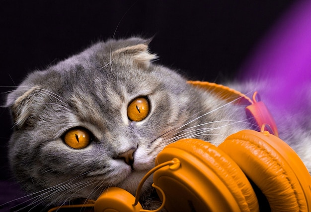 Scottish fold cat lies in the headphones and looks funny on a\
black background. cat listening to music.