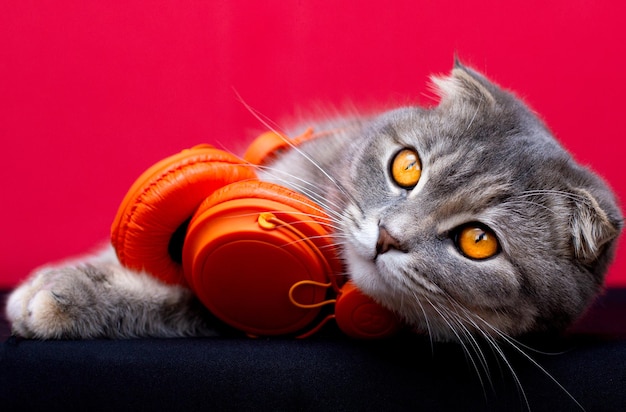 Scottish Fold cat lies in the headphones and looks funny on a black background. Cat listening to music.