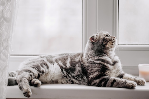 Scottish fold cat lies on a windowsill on a winter day