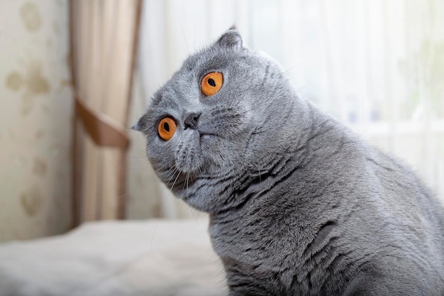 The Scottish Fold cat looks curiously Funny cat The cat looks to the side with interest