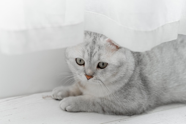 スコティッシュフォールド猫。白いカーテンの近くの白いラミネートの上に横たわる