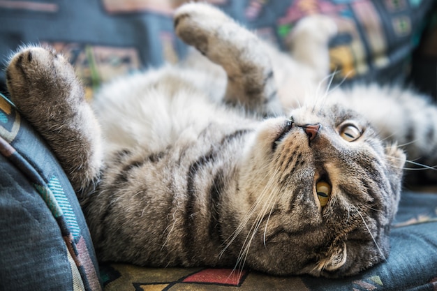 Scottish fold cat lying