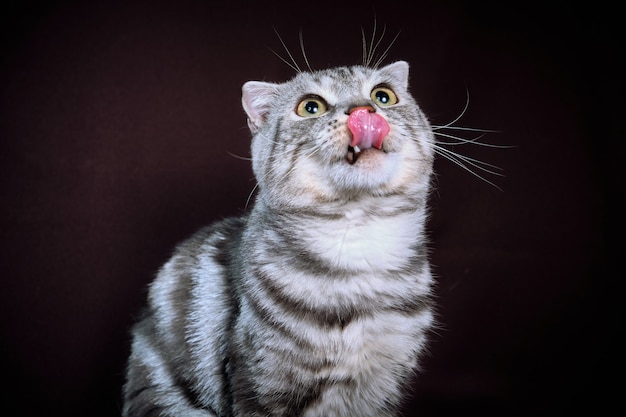 Scottish fold cat marble on silver, portrait on a dark background.