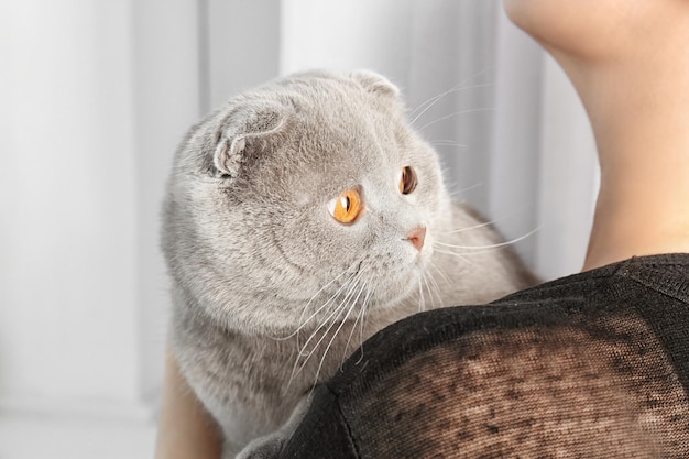 Scottish fold cat and owner near window