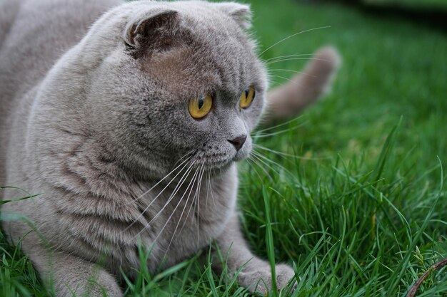 A Scottish fold cat resting on the grass British fold cat