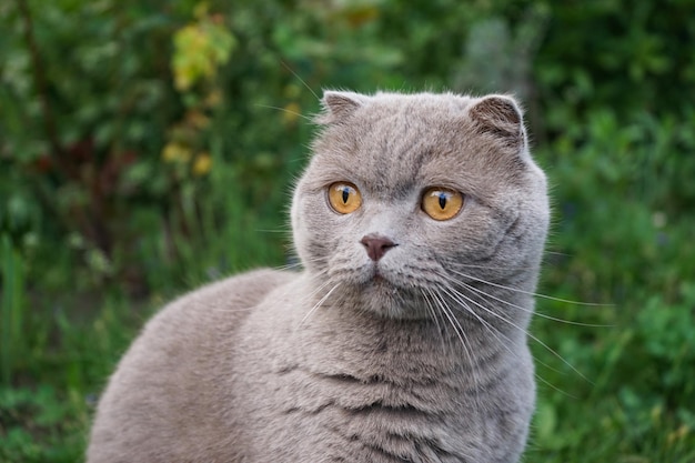 A Scottish fold cat resting on the grass closeup