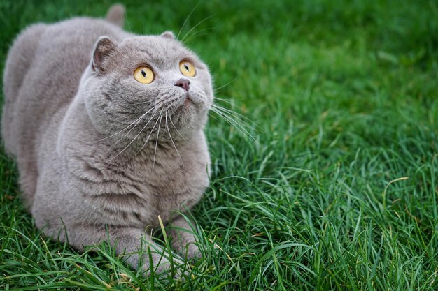 A Scottish fold cat resting on the grass place for text