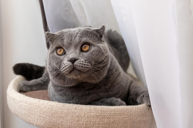 쉬고 있는 스코티시 폴드 고양이