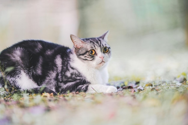 A Scottish Fold cat sits on the grass in the yard