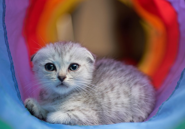 스코티시 폴드 고양이는 무지개 색깔의 놀이 구조에 앉아 있습니다.