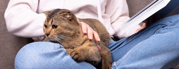 Il gatto scottish fold siede tra le braccia di una donna. l'animale si nasconde nelle mani del proprietario che legge il libro.