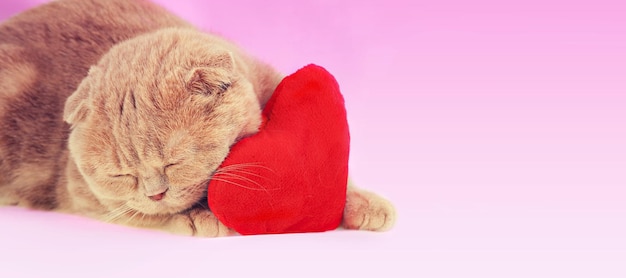 Scottish fold cat sleeping on red heartshaped pillow on pink gradient background Horizontal banner