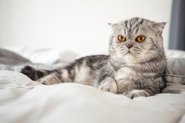 Gatto piega scozzese sul letto morbido in camera. gatto grigio sdraiato sul letto.