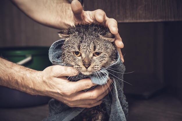 Scottish fold cat in a towel. Wet cat after bathing in a blue towel. Man's hands holding a wet cat in the bathroom.