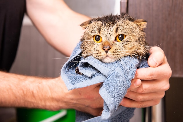 Scottish fold cat in a towel. Wet cat after bathing in a blue towel. Man's hands holding a wet cat in the bathroom