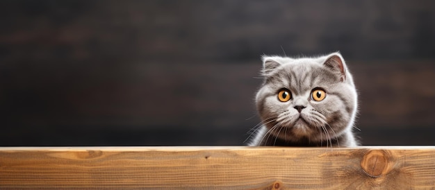 Scottish Fold cat turns its gaze elsewhere