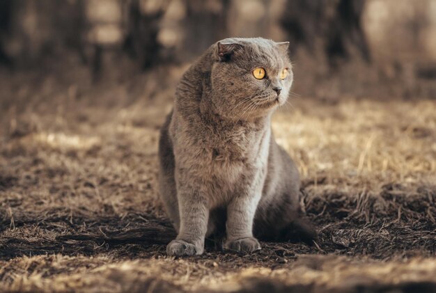 Шотландская вислоухая кошка и вельш-корги под елкой