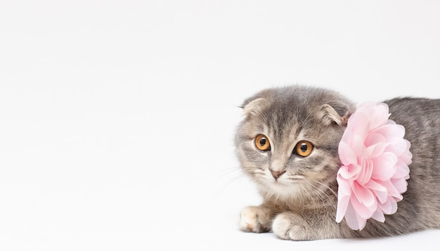 Scottish fold cat with copy space