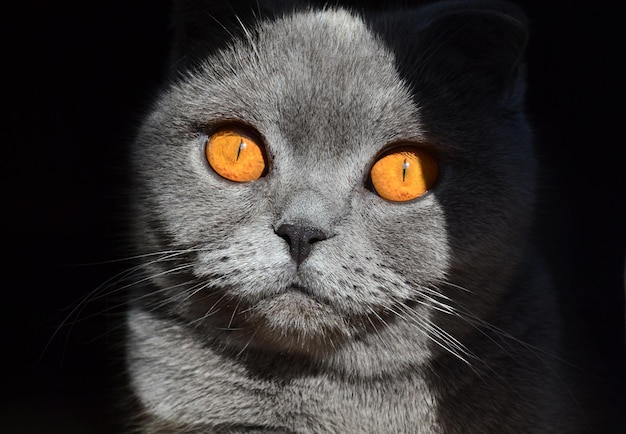 Scottish fold cat