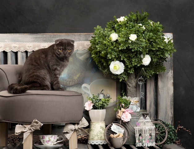 Scottish fold in front of a rustic surface