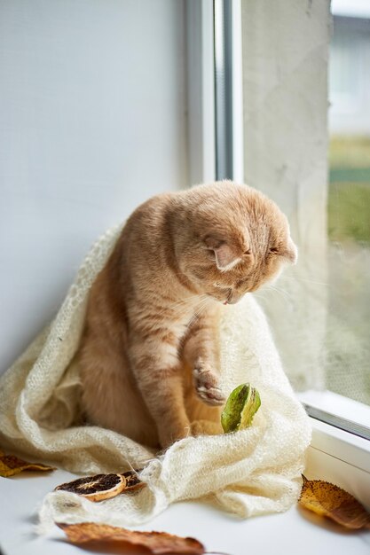 Scottish fold ginger cat lying on windowsill at home