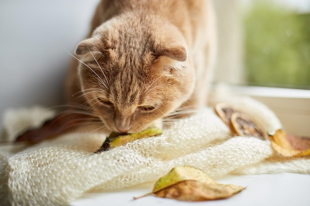 自宅の窓辺に横たわっているスコティッシュフォールド生姜猫