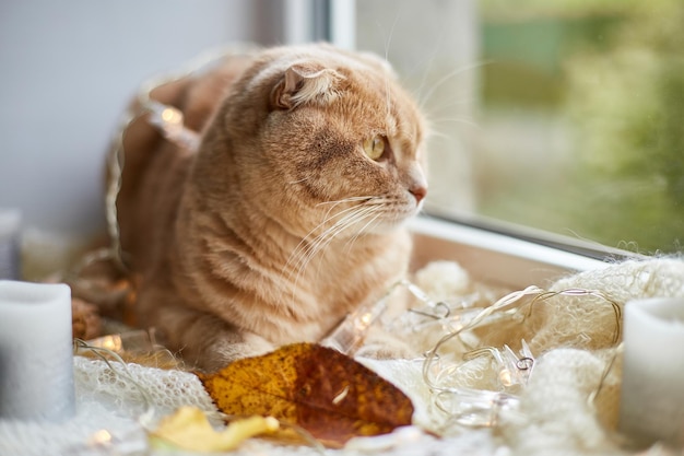 自宅の窓辺に横たわっているスコティッシュフォールド生姜猫