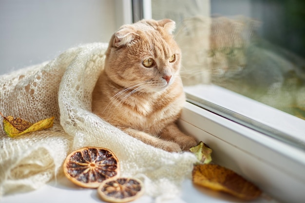 Scottish fold ginger cat lying on windowsill at home