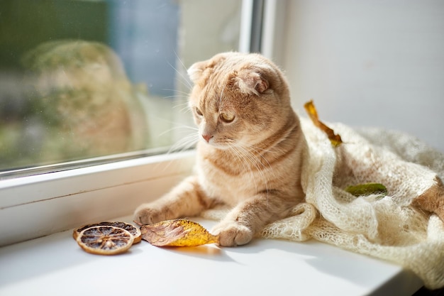 自宅の窓辺に横たわっているスコティッシュフォールド生姜猫