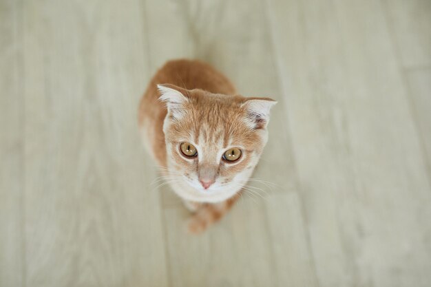 Scottish fold ginger young cat on at home playful kitten