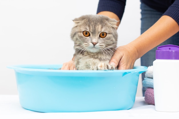 Scottish fold gray kitten lies in a washstand