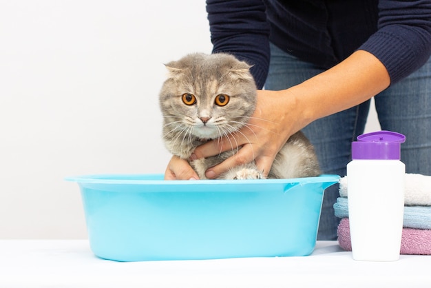 Scottish fold gray kitten lies in a washstand