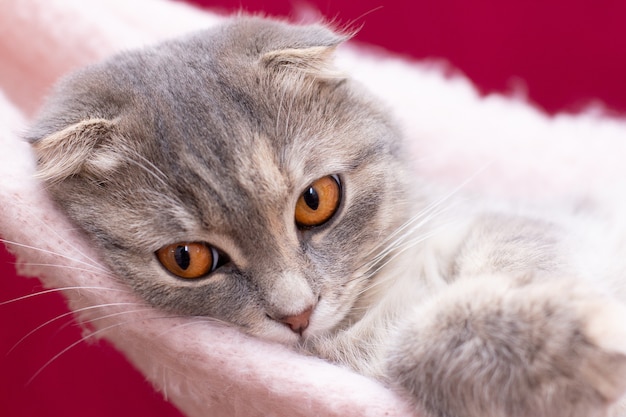 Scottish fold kat liggend op de rug