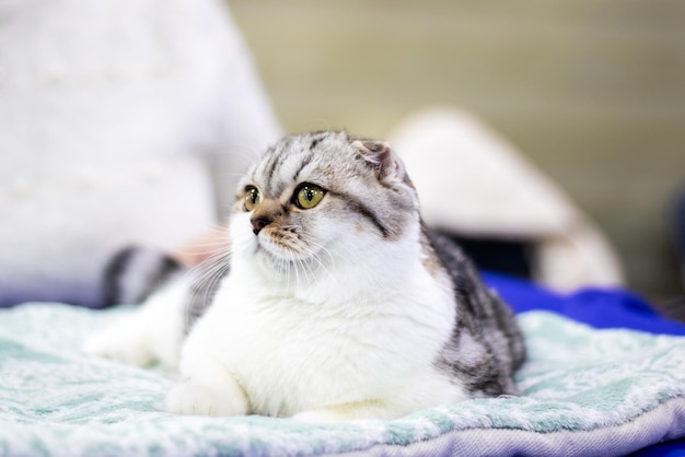 Scottish fold kitten closeup portrait at home