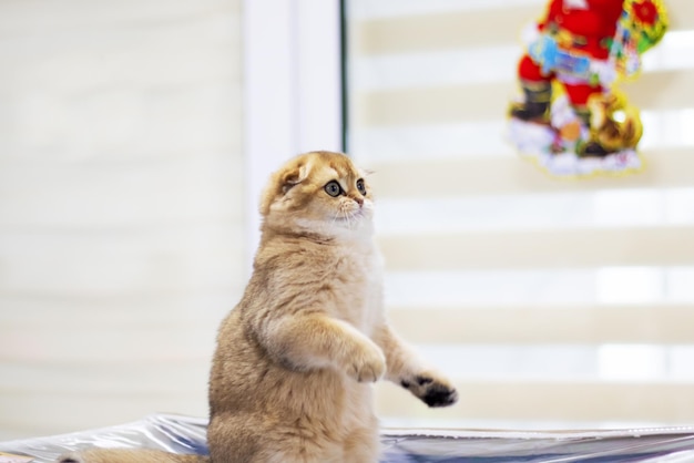 Photo scottish fold kitten closeup portrait at home