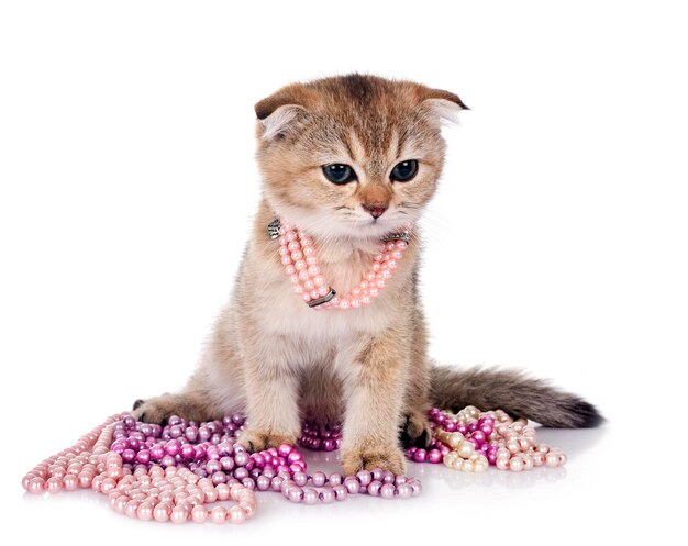 scottish fold kitten in front of white background