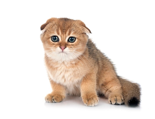 scottish fold kitten in front of white background