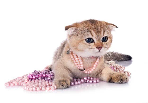 scottish fold kitten in front of white background