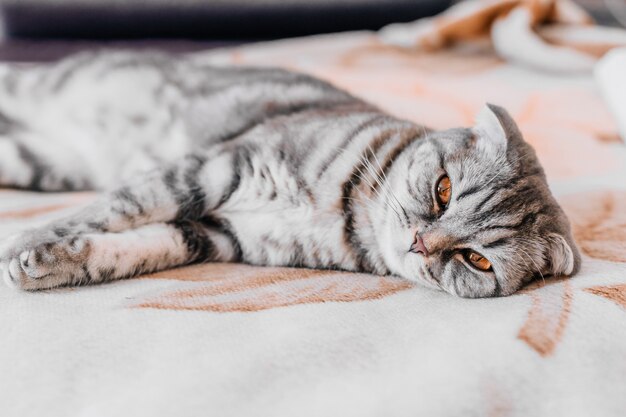 Scottish fold kitten lies on the bed