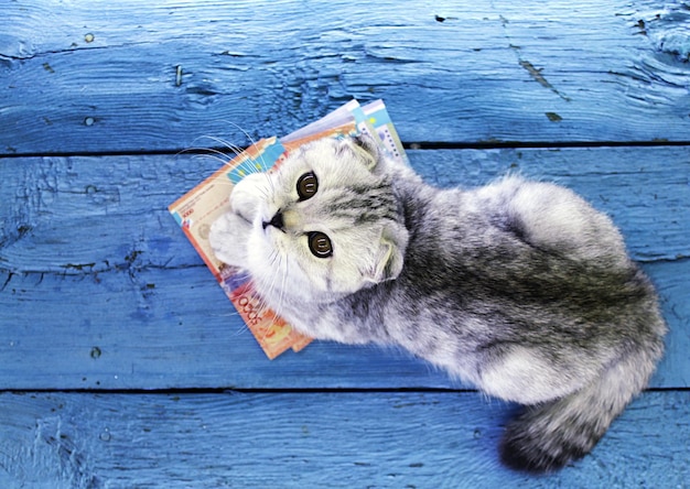 Шотландский вислоухий котенок лежит на деньгах в казахстанских тенге и смотрит в камеру на синем деревянном фоне.