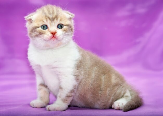 Scottish fold kitten on a pink background