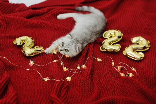 Scottish fold kitten on a red background and against the background of the numbers 2022 and Christmas lights.