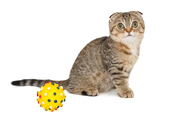 Scottish fold kitten and toy ball