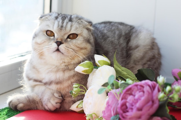 Scottish fold lying near pink pions Kitten with flowers Holidays happy birthday concept